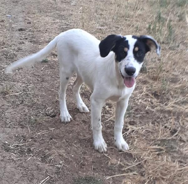 Pesca, Cucciola Di 7 Mesi, Futura Taglia Media